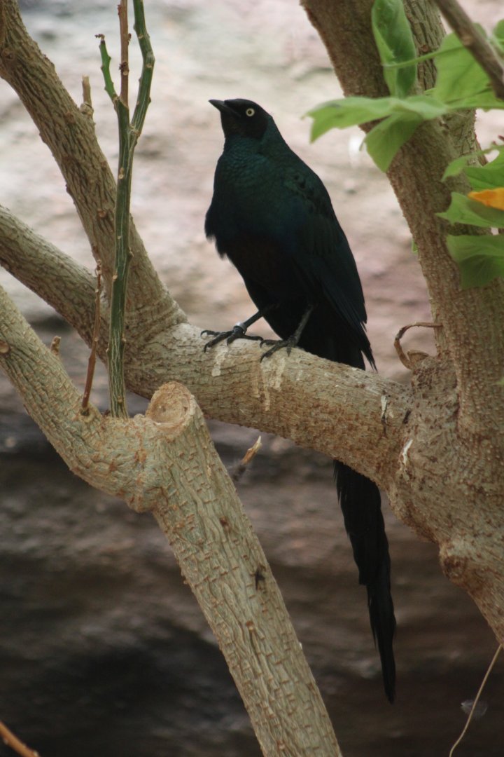 Long-tailed glossy starling (Lamprotornis caudatus)