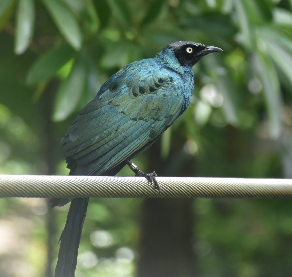 Long-tailed Glossy Starling (Lamprotornis caudatus)