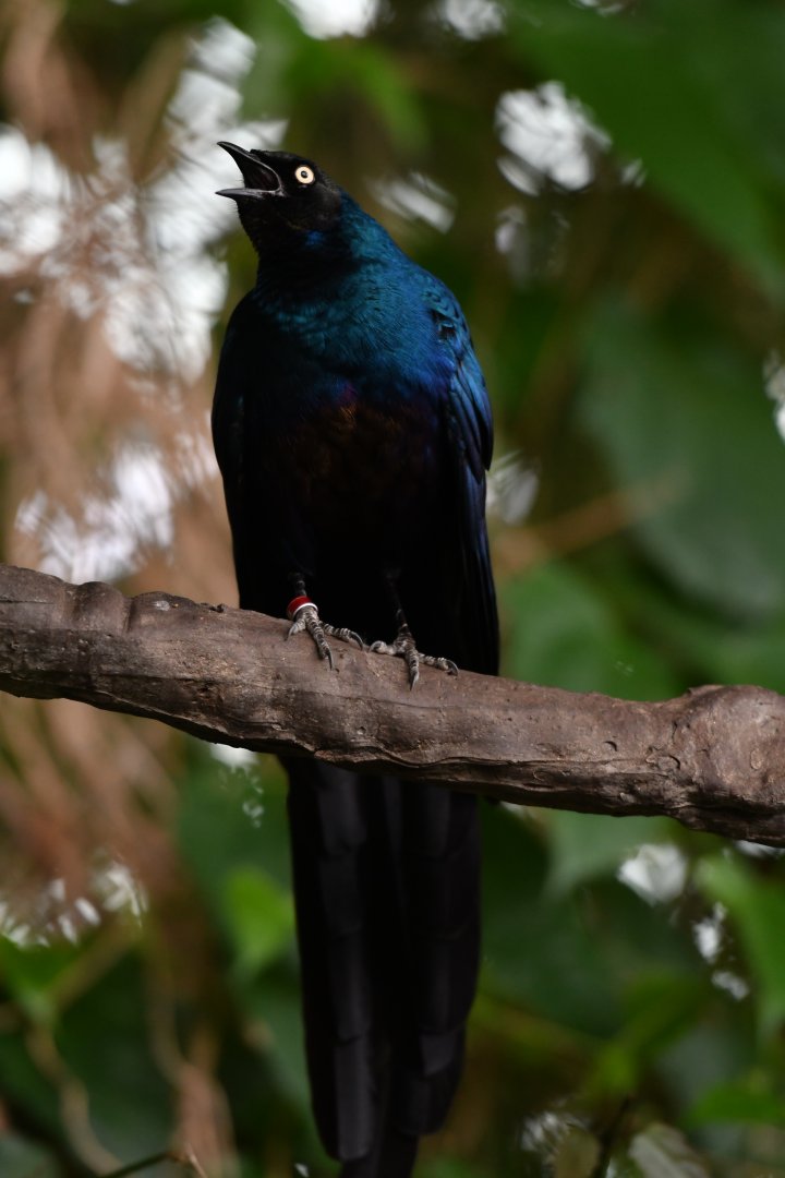 Long-tailed Glossy-Starling Lamprotornis caudatus