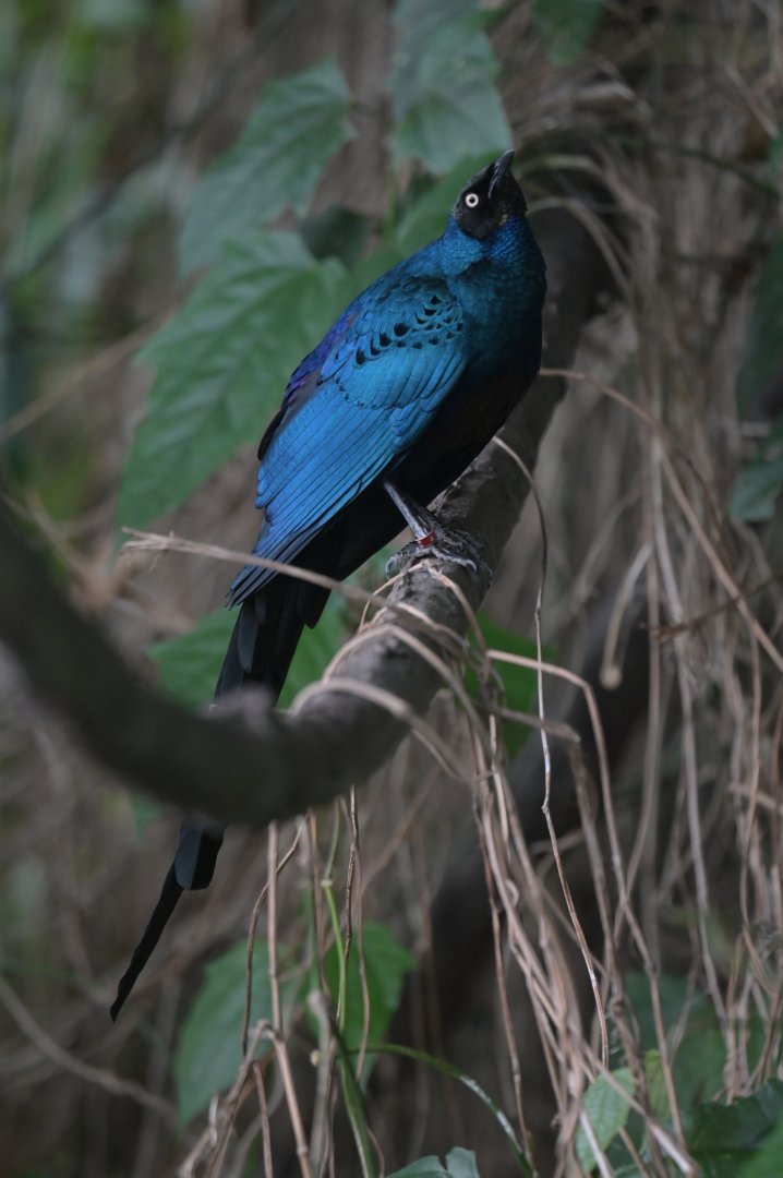 Long-tailed Glossy-Starling Lamprotornis caudatus