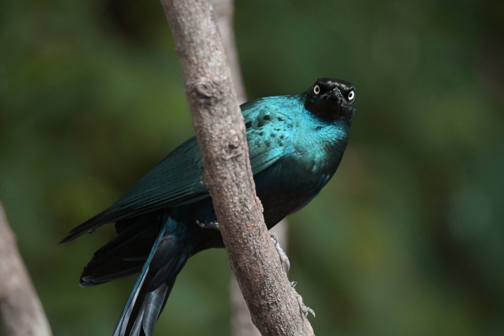 Long-tailed Glossy-Starling Lamprotornis caudatus