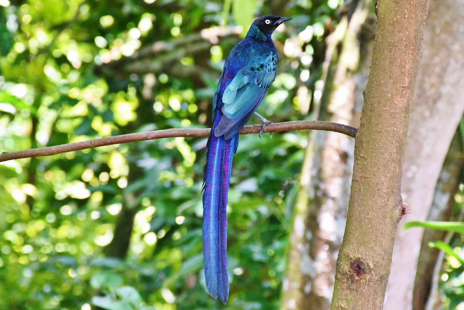 Long-tailed Glossy Starling (Lamprotornis caudatus)