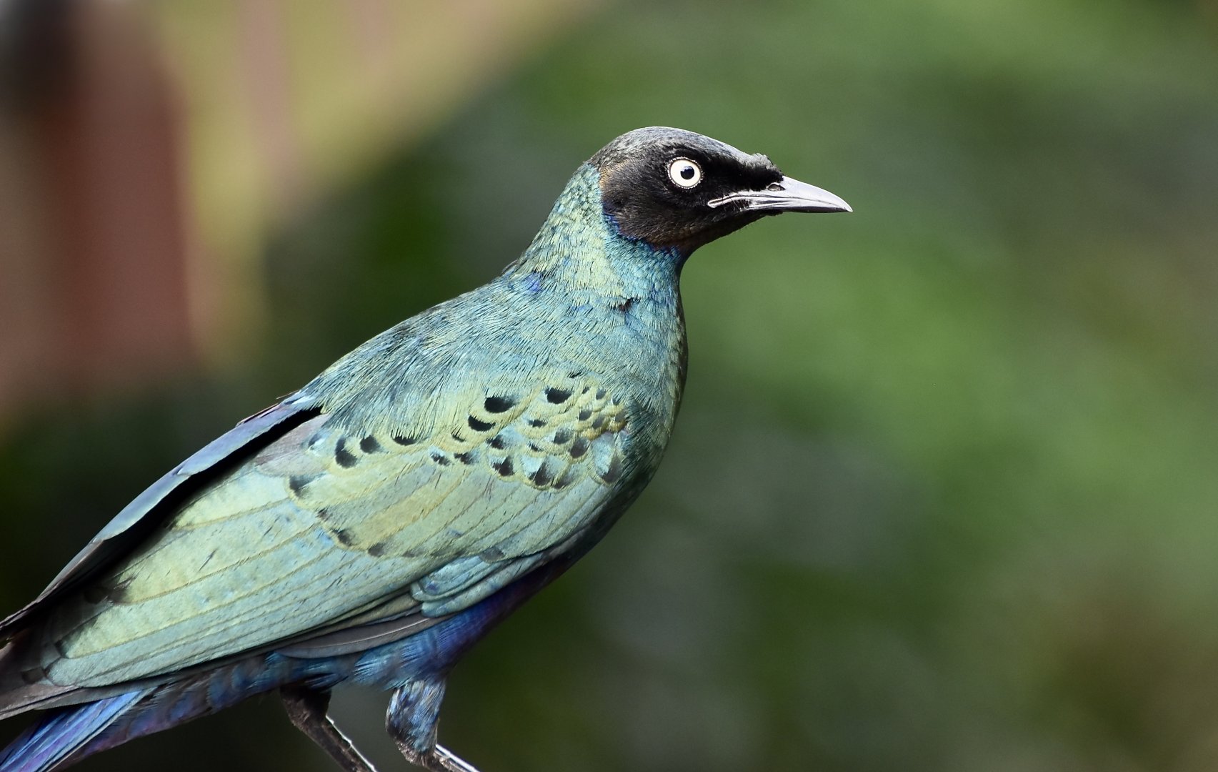 Long-Tailed Glossy Starling (Lamprotornis caudatus)