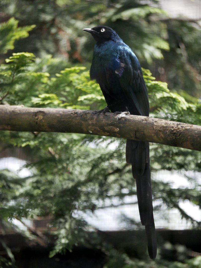 Long-tailed glossy starling (Lamprotornis caudatus)