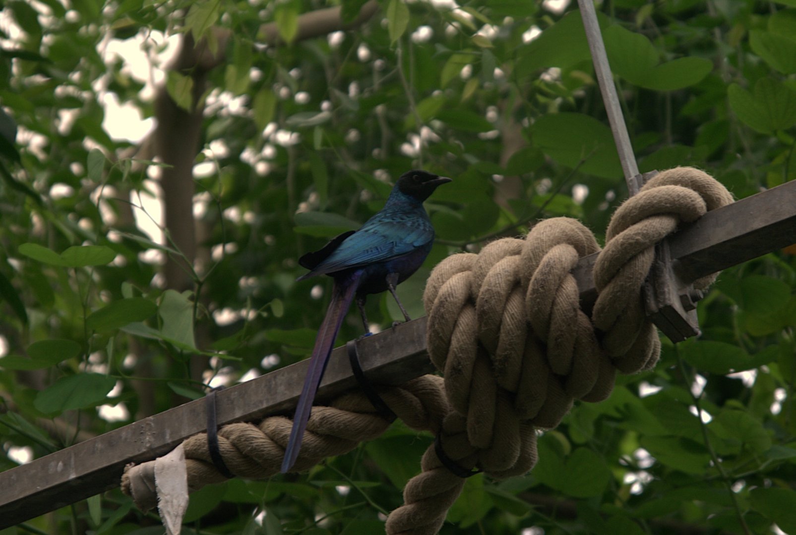 Long-tailed Glossy Starling (Lamprotornis caudatus)
