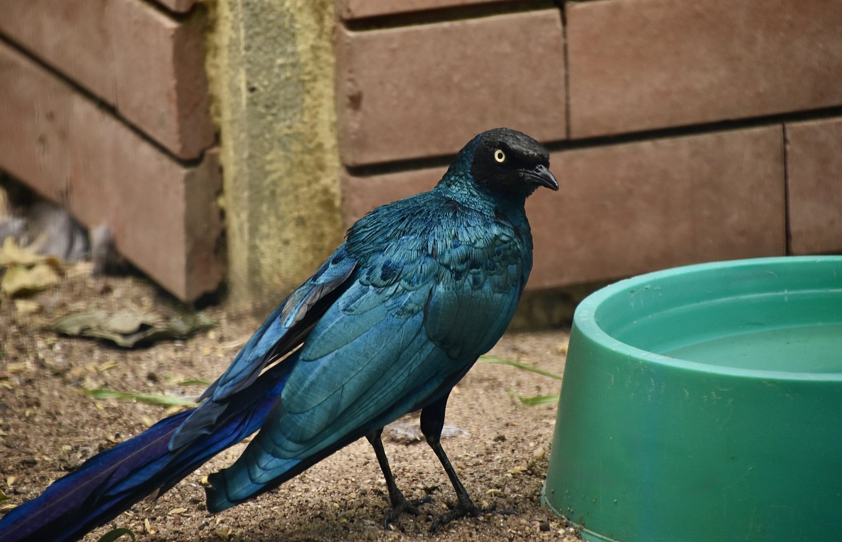 Long-Tailed Glossy Starling (Lamprotornis caudatus)