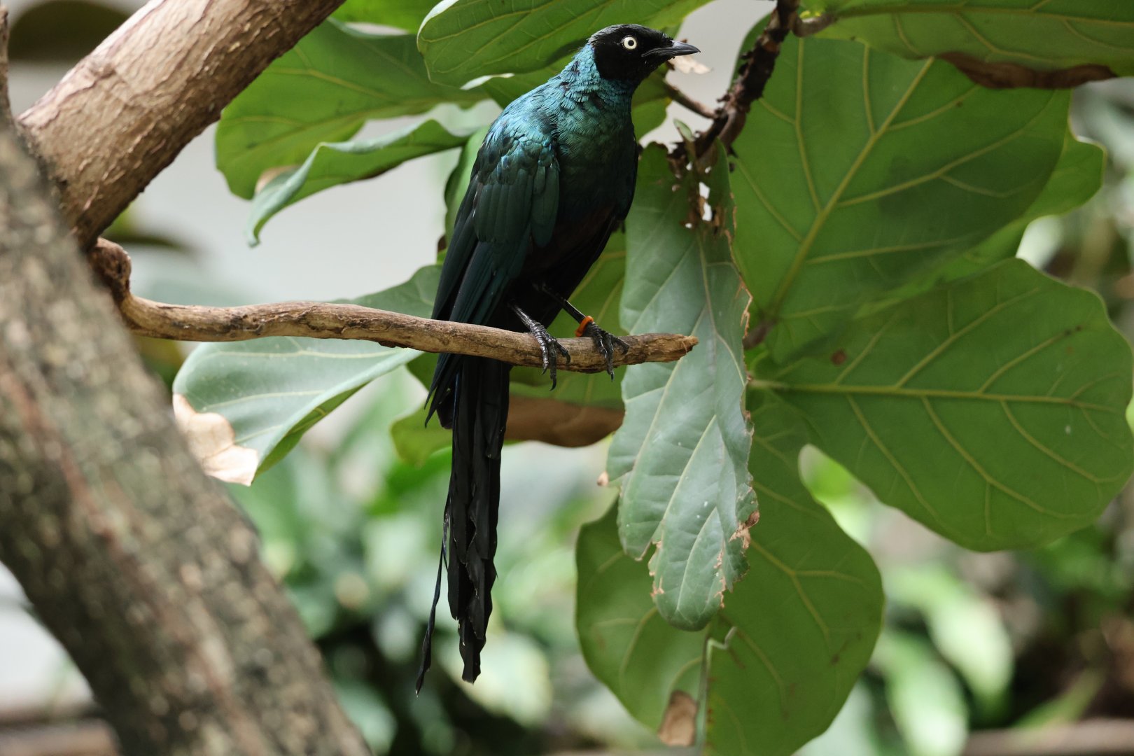 Long-tailed glossy starling (Lamprotornis caudatus)