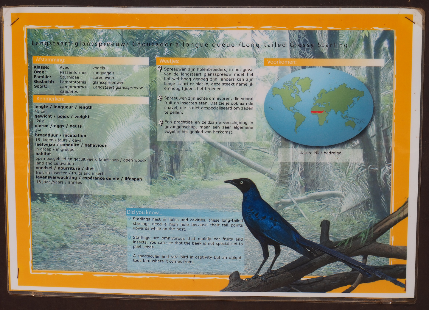 Long-tailed glossy starling signage, 2019-08-04