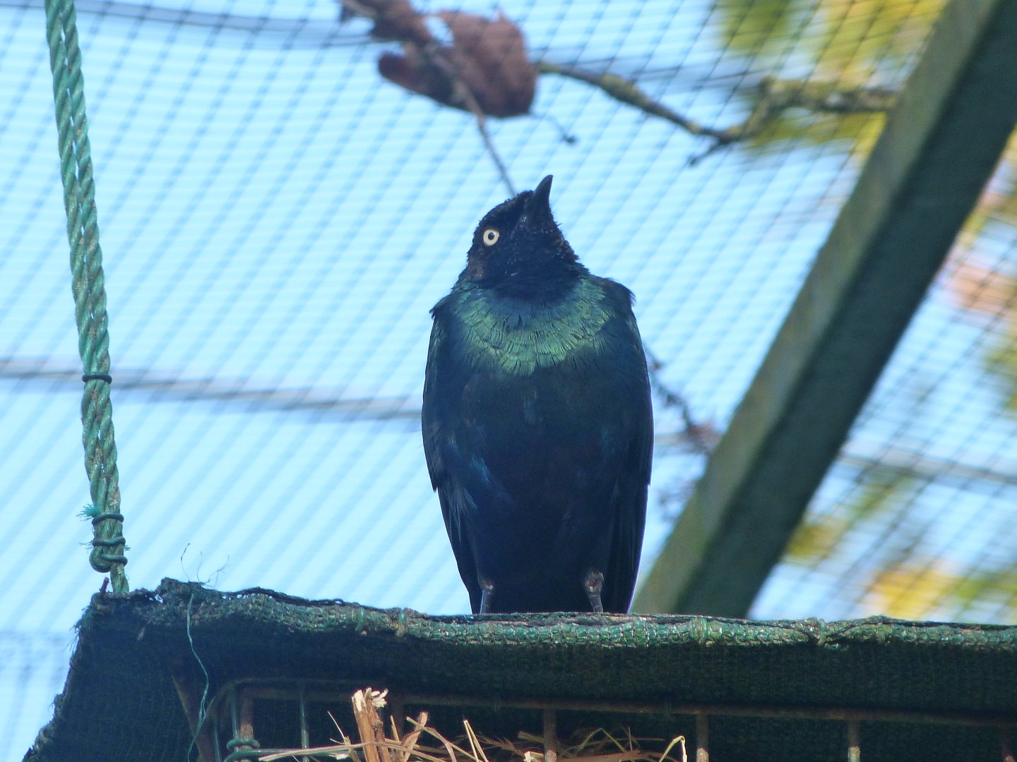 Long-tailed glossy-starling -Zoo de Santillana del Mar (2024)