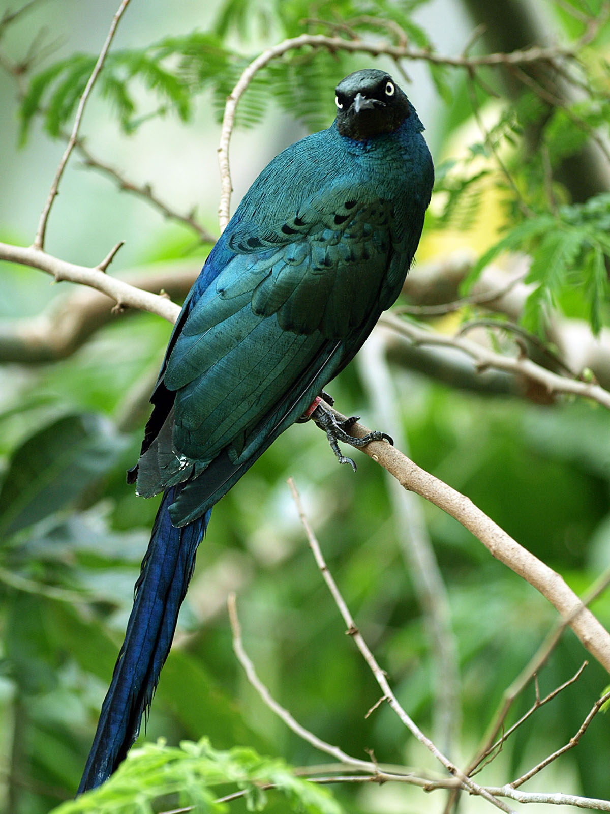 Long-tailed Glossy starling