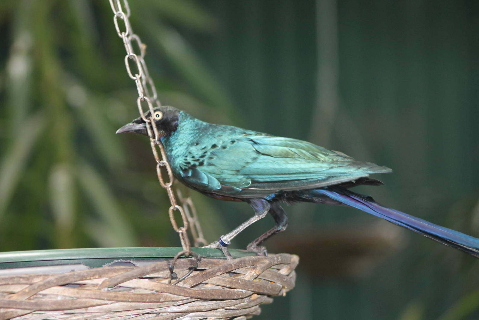 long-tailed glossy starling