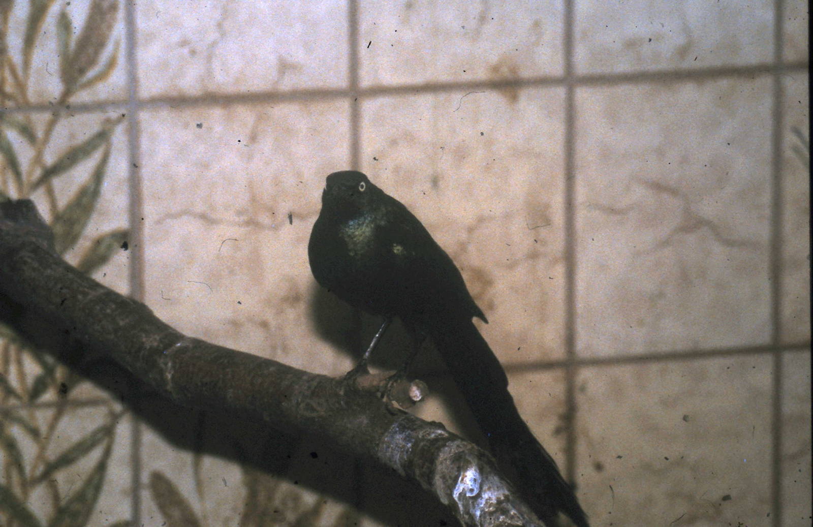 long-tailed glossy starling