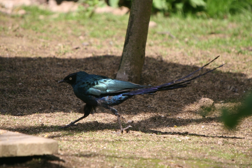 Long-tailed Glossy Starling