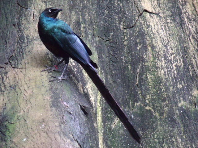 Long-Tailed Glossy Starling