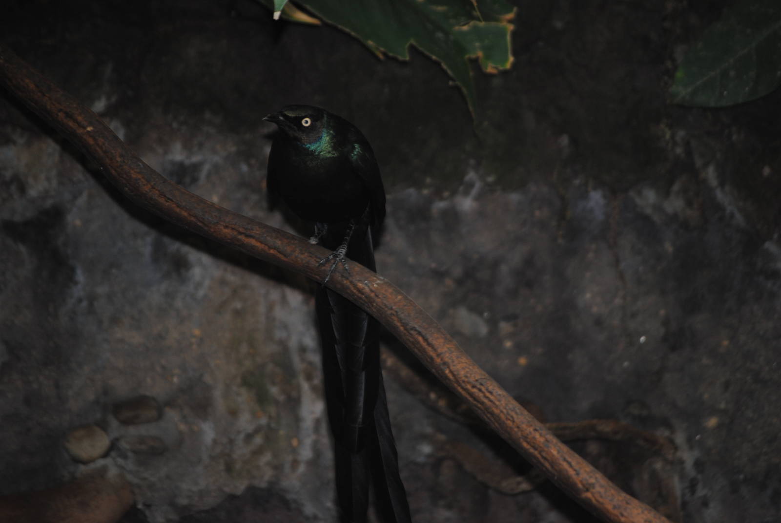 Long-Tailed Glossy Starling