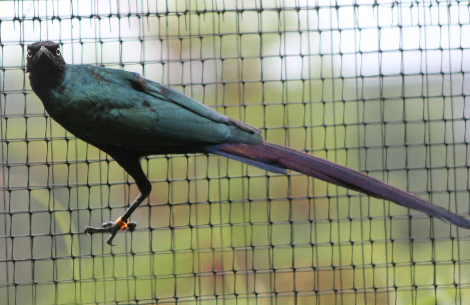 Long-tailed glossy starling