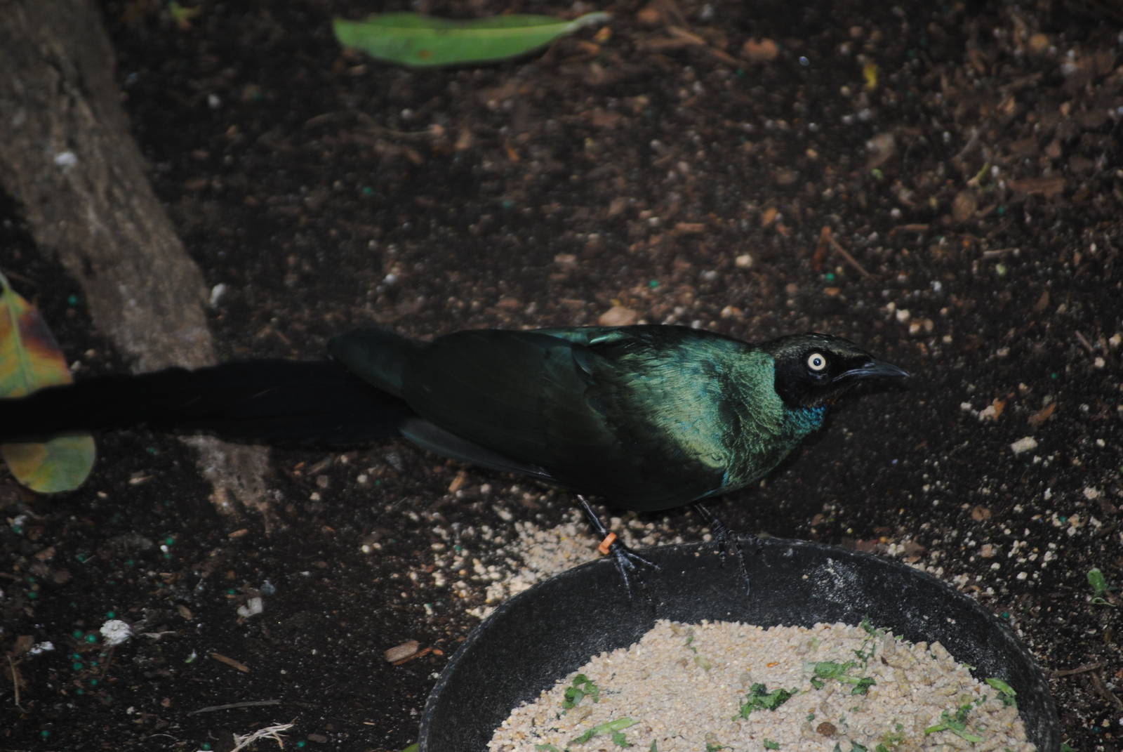 Long-Tailed Glossy Starling