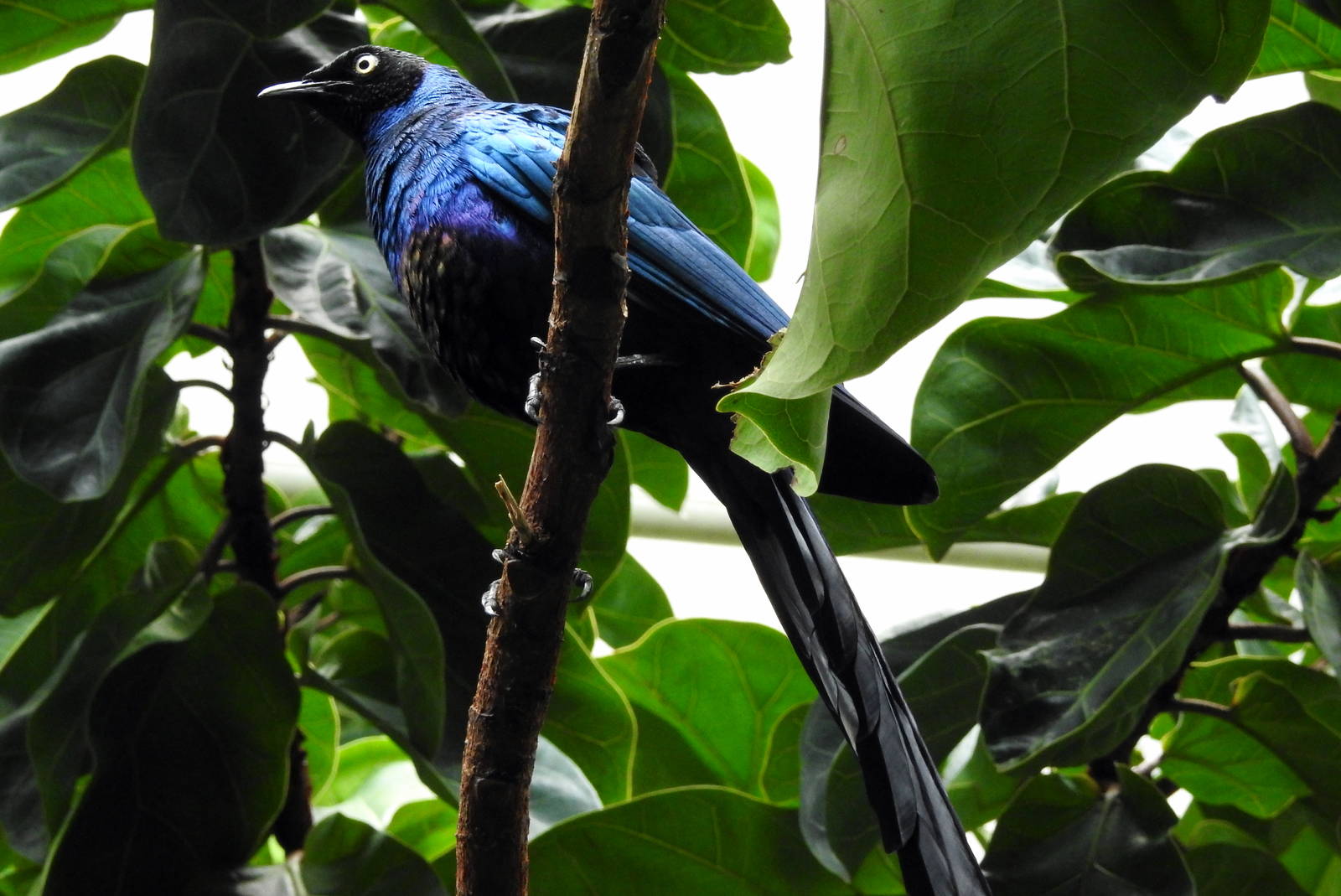 Long Tailed Glossy Starling