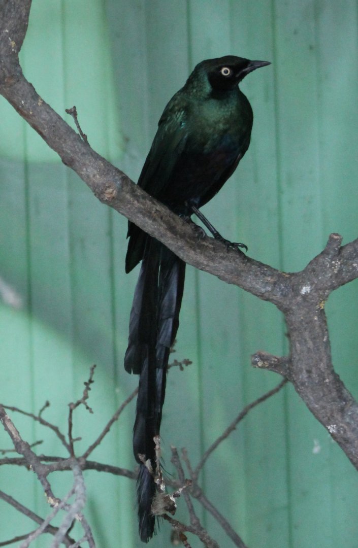 Long-tailed glossy starling