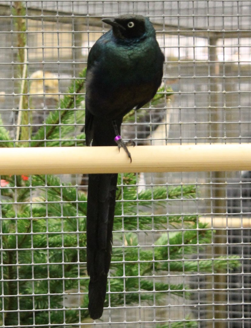 Long-tailed glossy starling