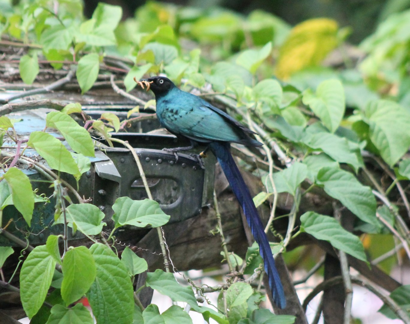 Long-tailed glossy starling