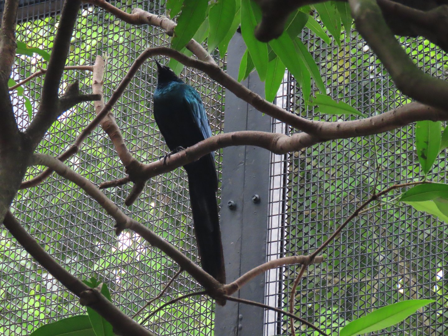 Long-tailed glossy starling