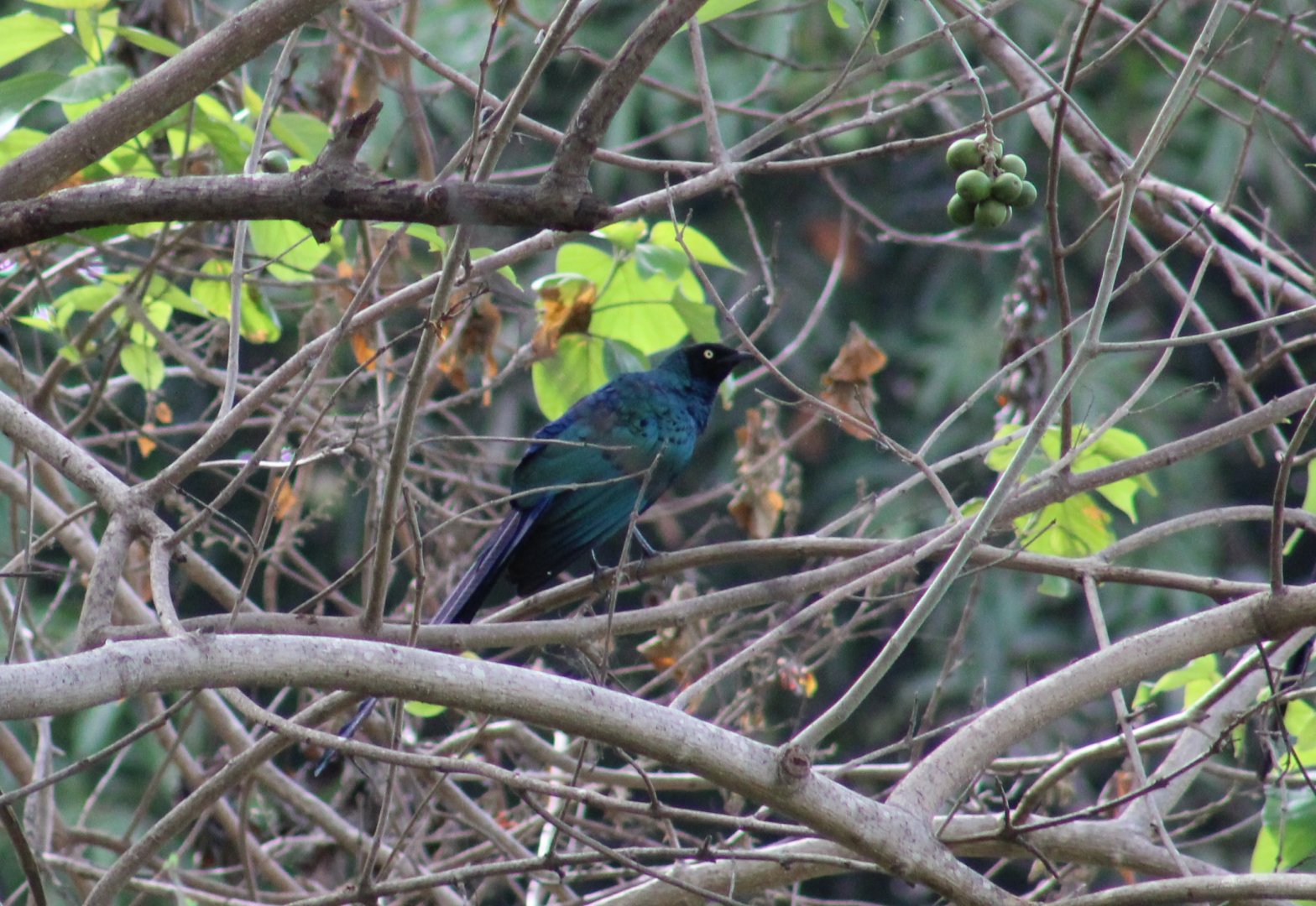 Long-tailed glossy starling
