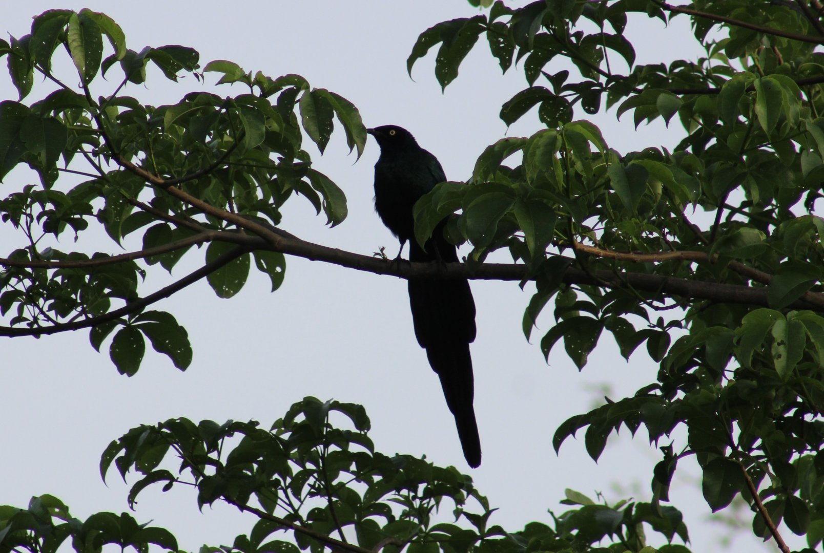 Long-tailed glossy starling