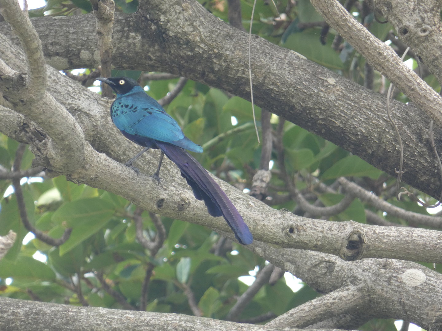 Long-tailed glossy starling