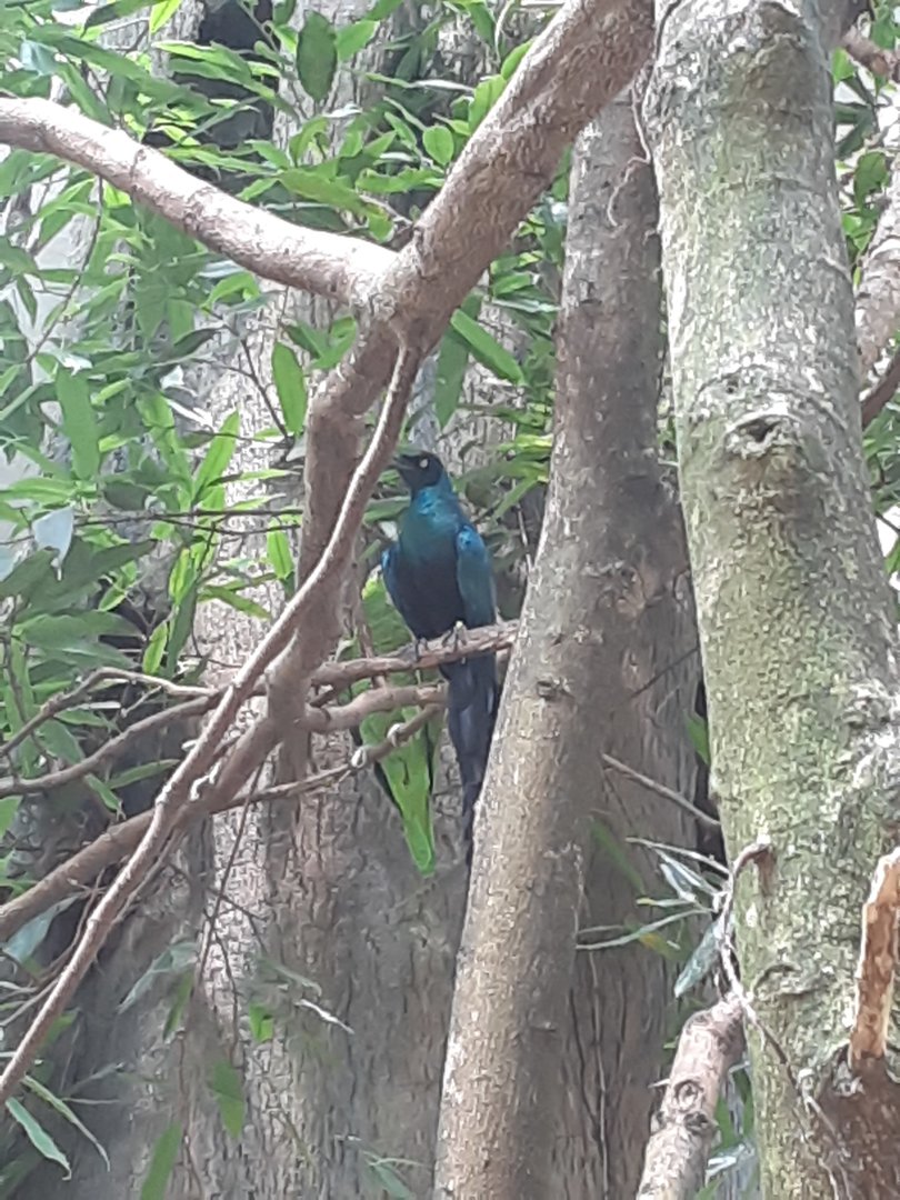 Long-Tailed Glossy Starling