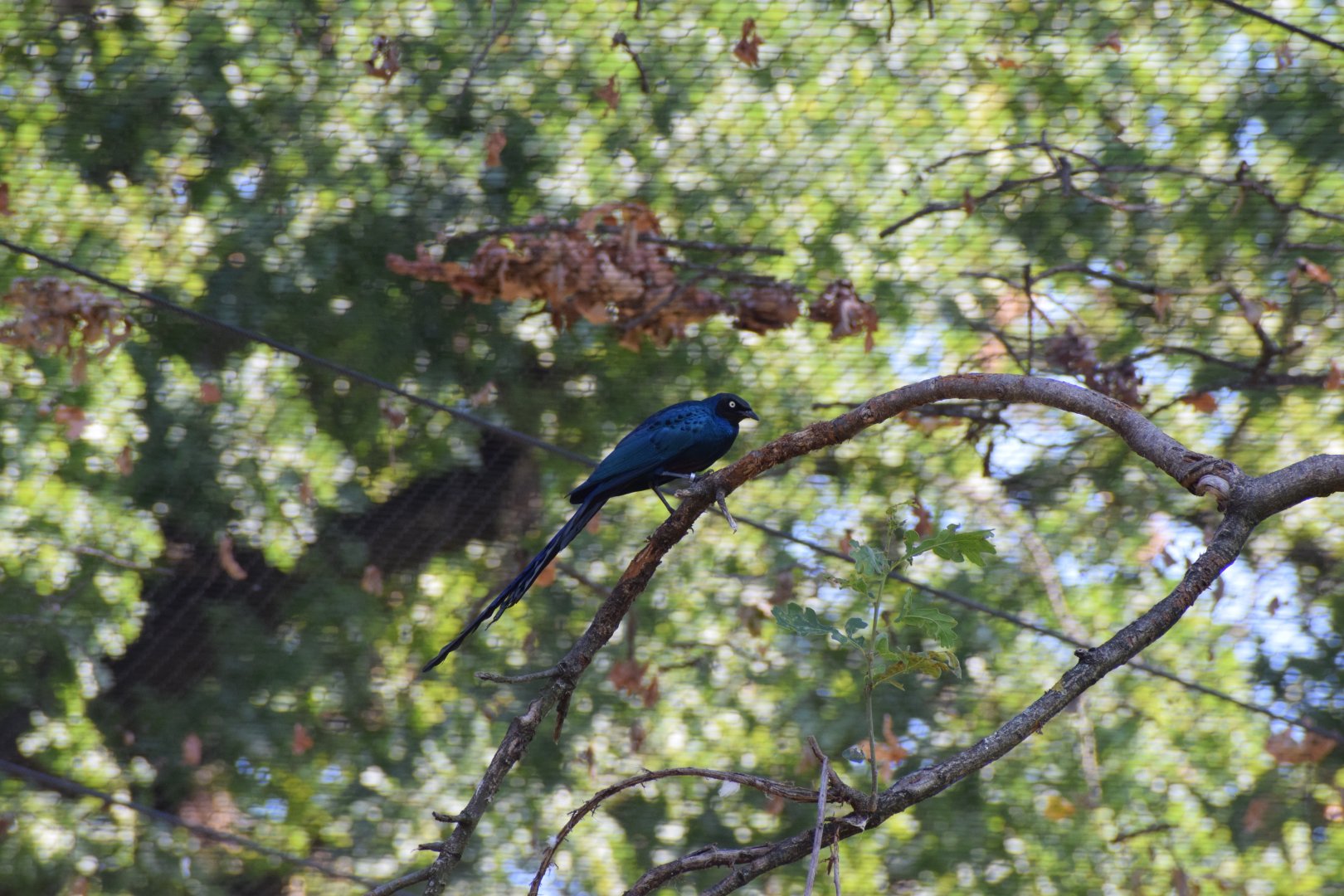 Long-tailed glossy starling