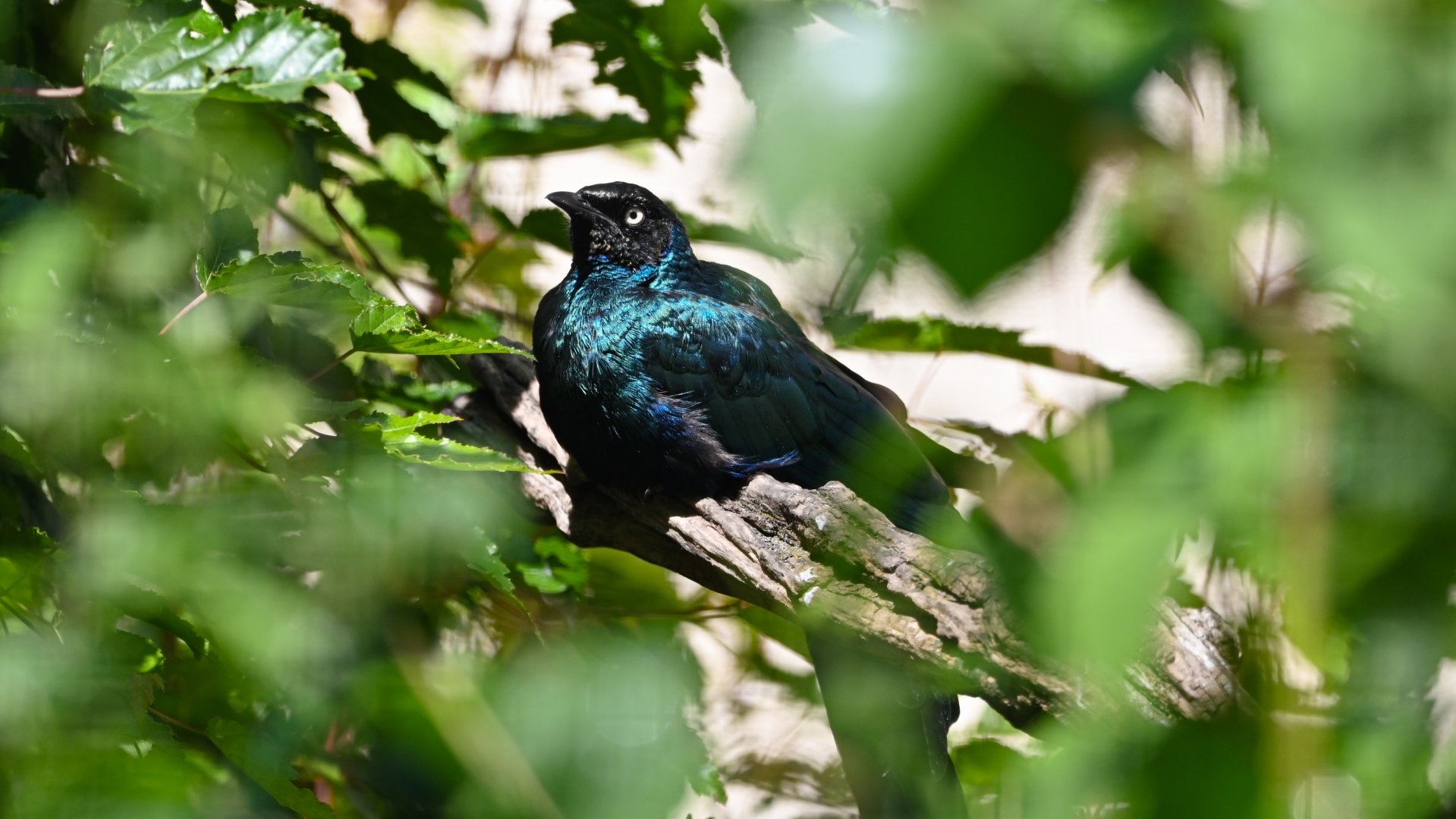 Long-tailed glossy starling