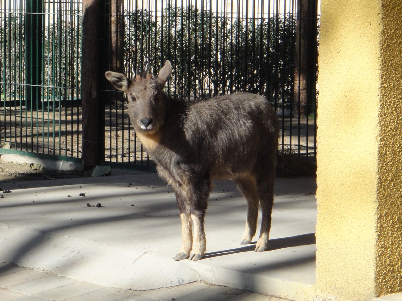 Long-tailed goral (Naemorhedus caudatus) 2013-11-26