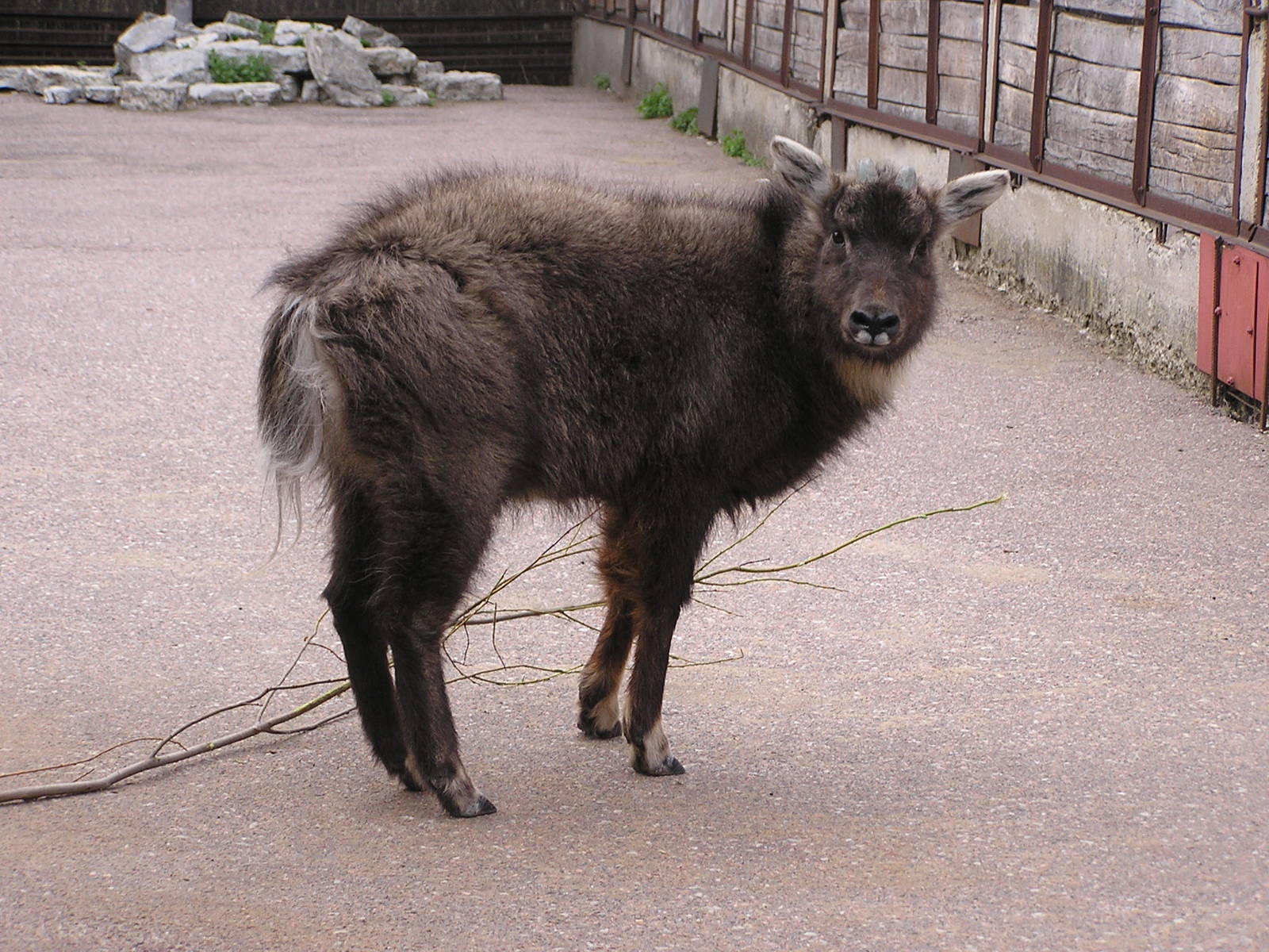 Long-tailed goral/ Naemorhedus caudatus caudatus