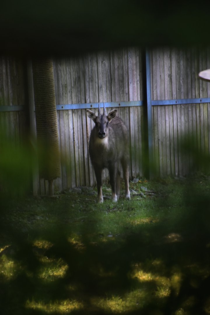 Long-tailed goral, Naemorhedus caudatus