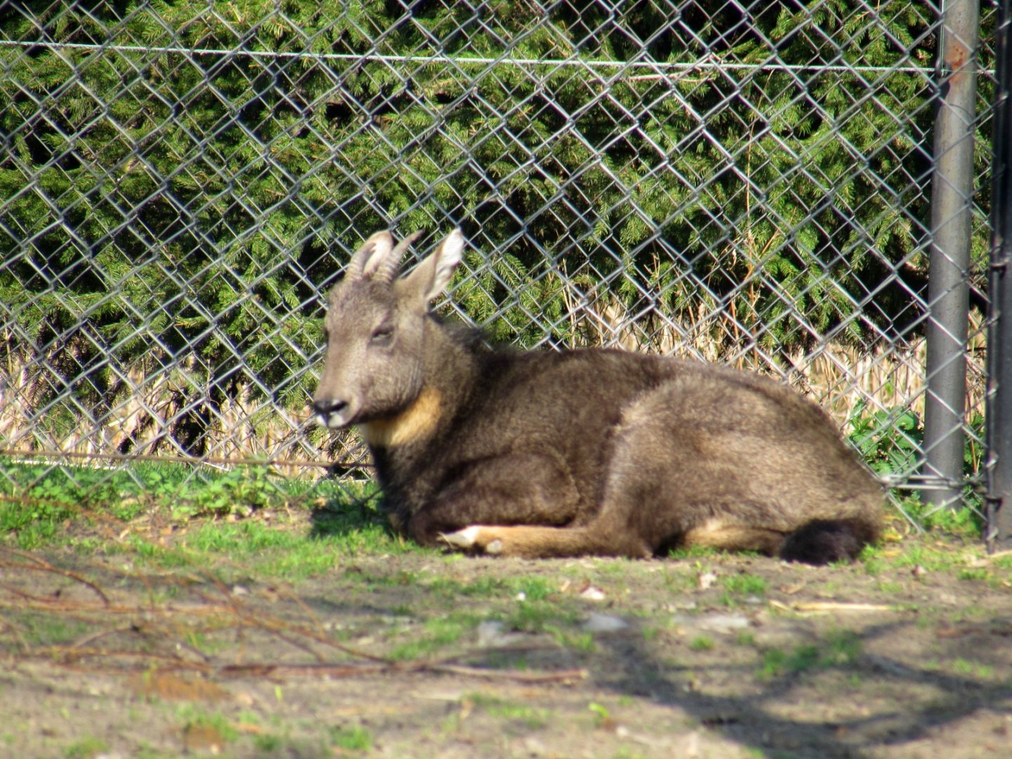Long-tailed Goral