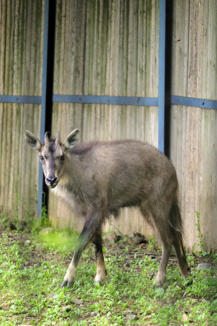 Long-tailed Goral