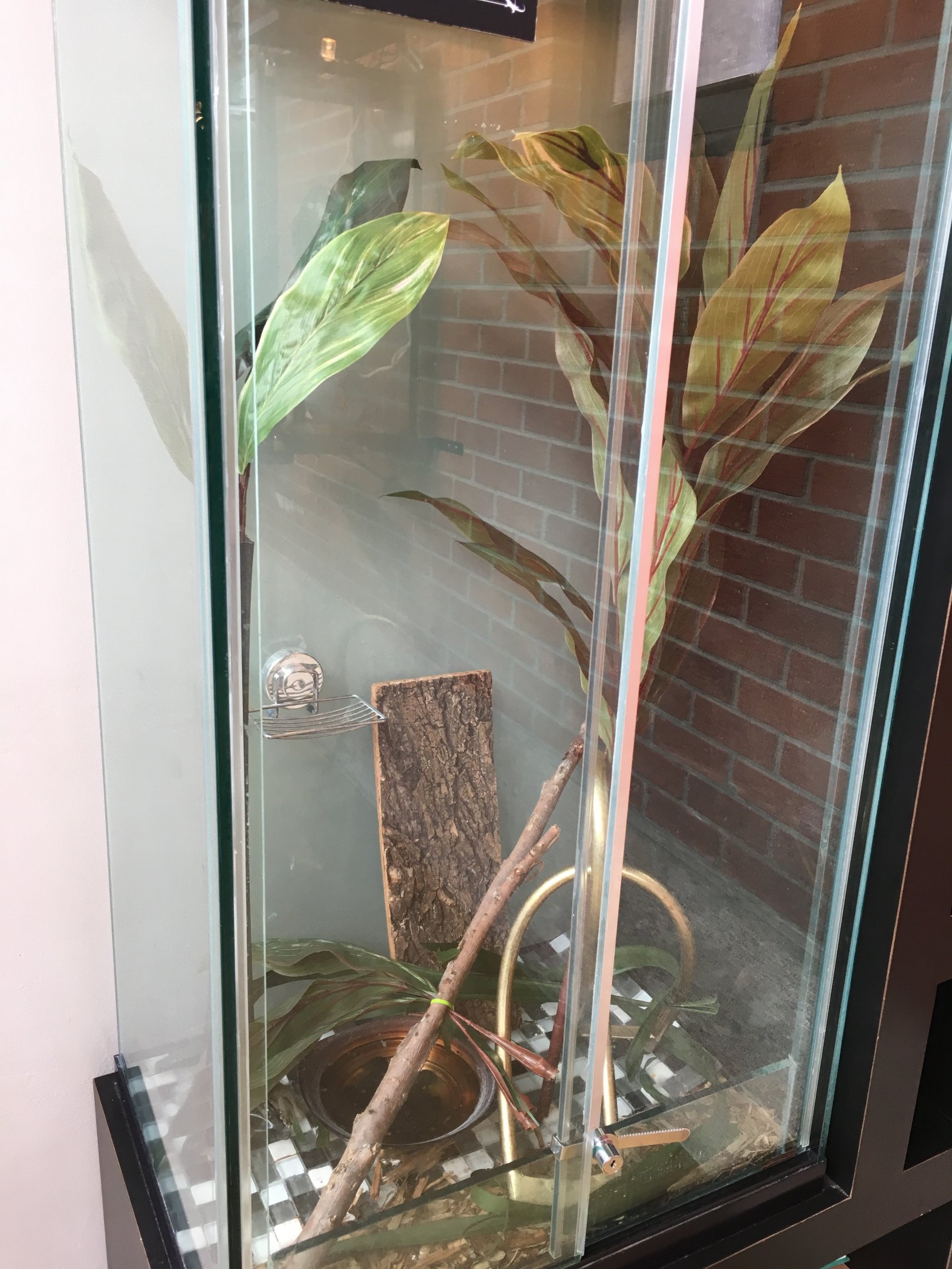 Long-tailed grass lizard exhibit