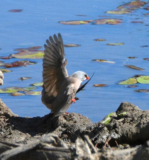 Long-tailed grassfinch.  NT