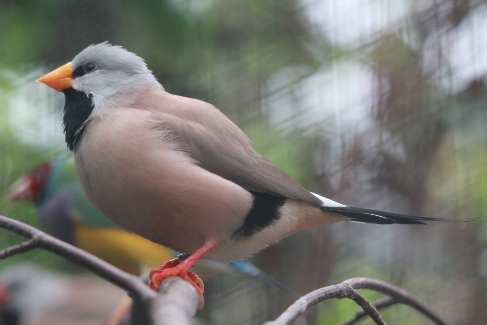 Long-tailed Grassfinch