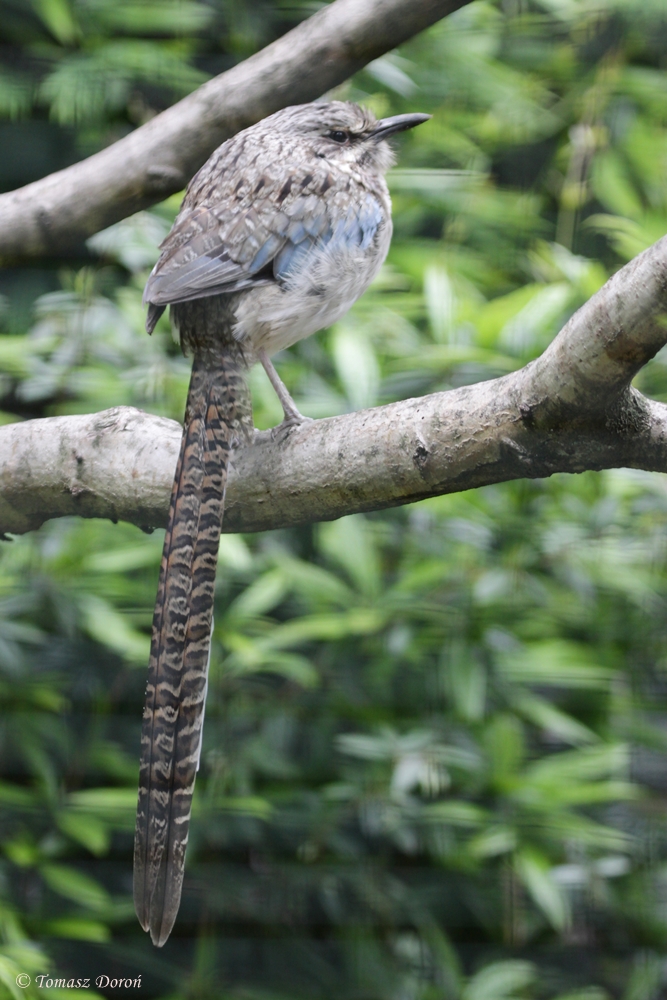 Long-tailed Ground Roller (Uratelornis chimaera) June 2012