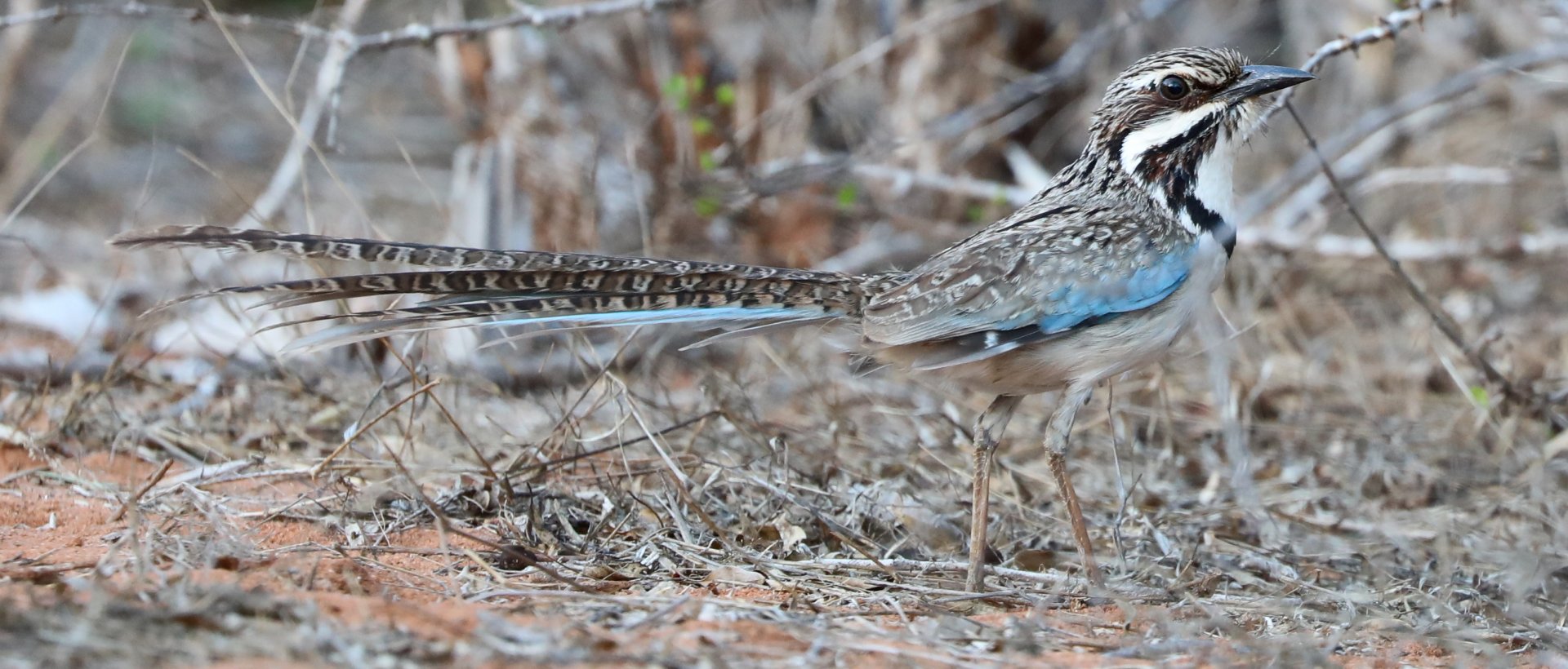 long-tailed ground roller (Uratelornis chimaera)