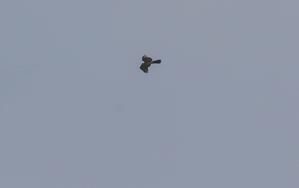 Long-tailed Honey Buzzard