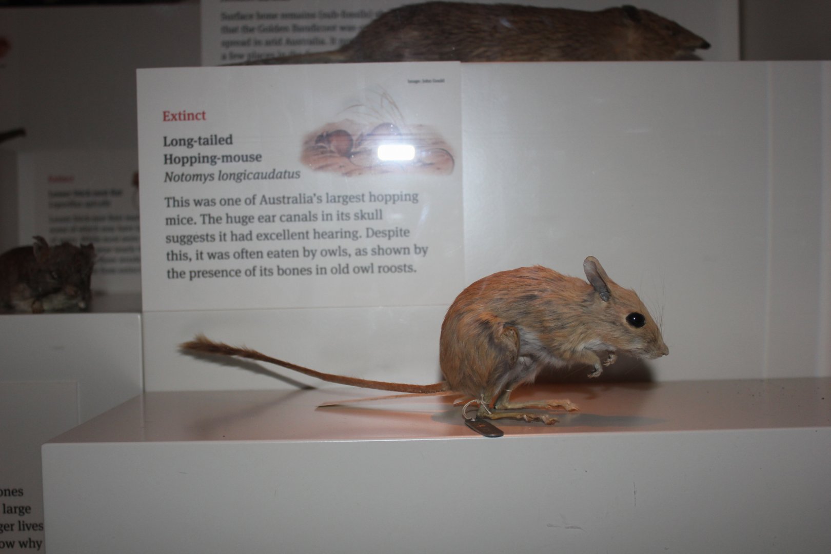 Long-tailed Hopping-mouse (Notomys longicaudatus)