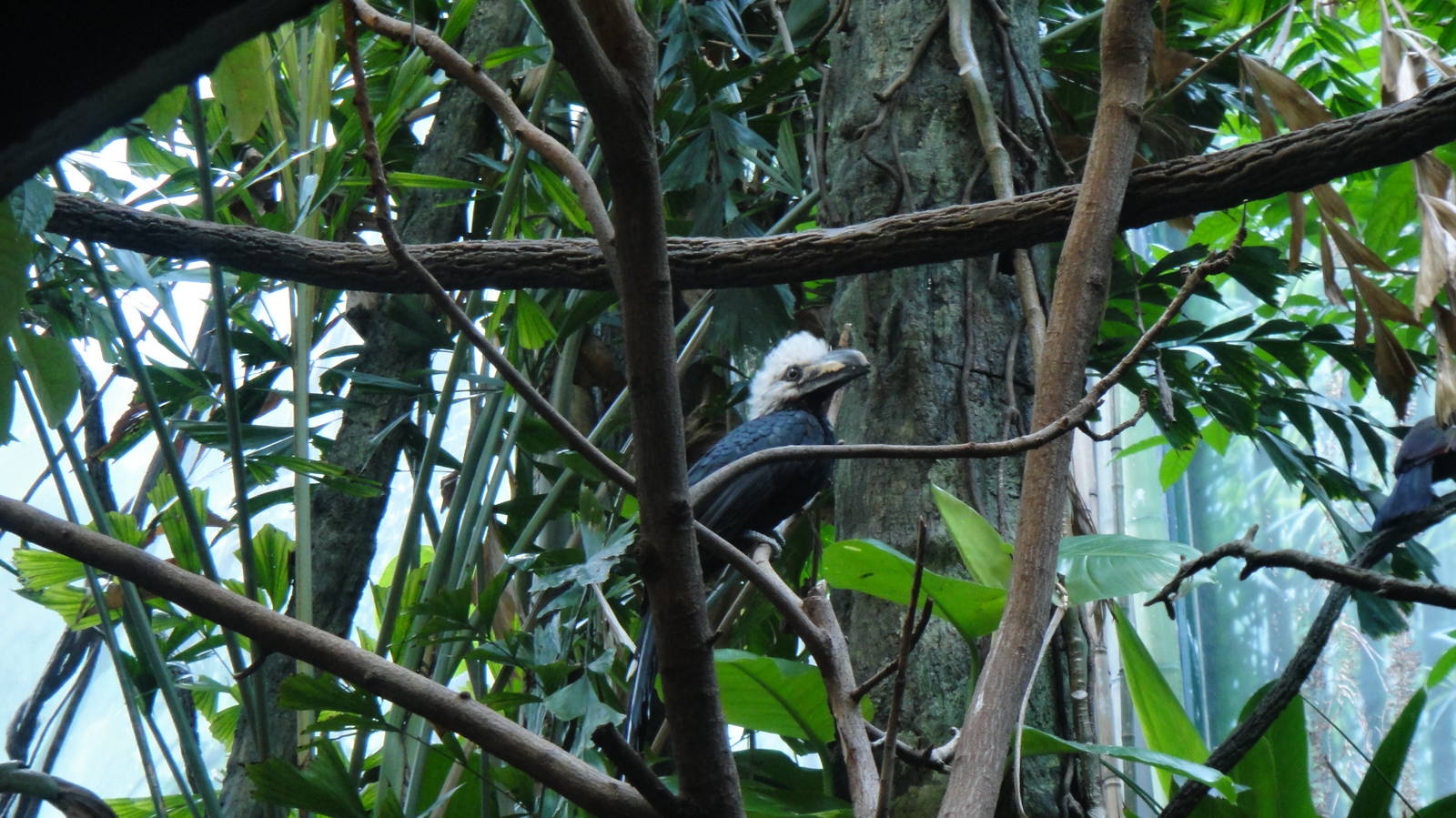 Long-tailed hornbill at Bronx zoo 2014-12-29