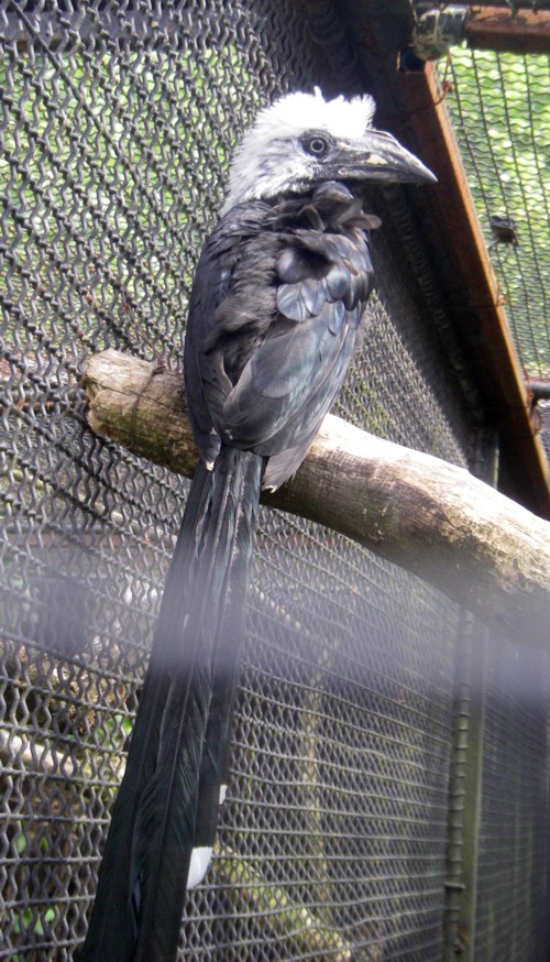 Long-tailed Hornbill (Berenicornis albocristatus)