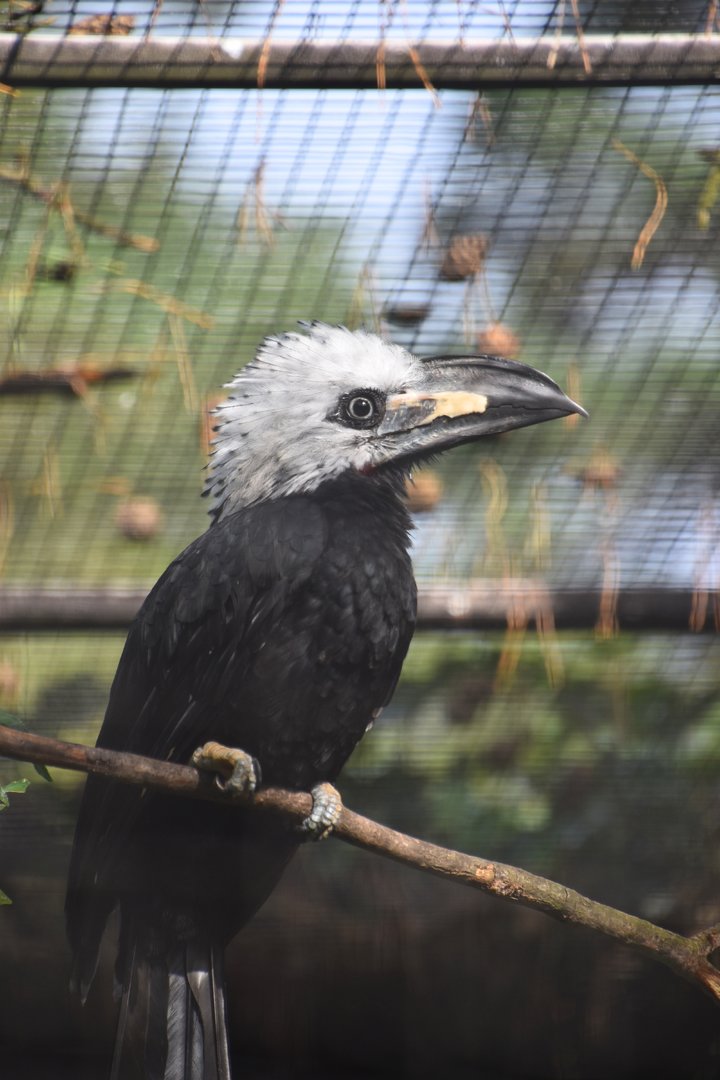 Long tailed hornbill, Horizocerus albocristatus