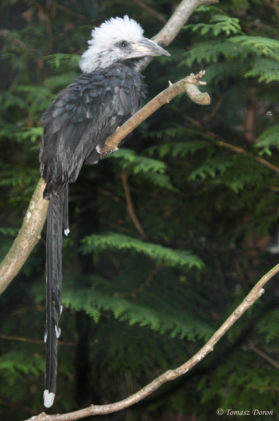 Long-tailed Hornbill (Tropicranus albocristatus)