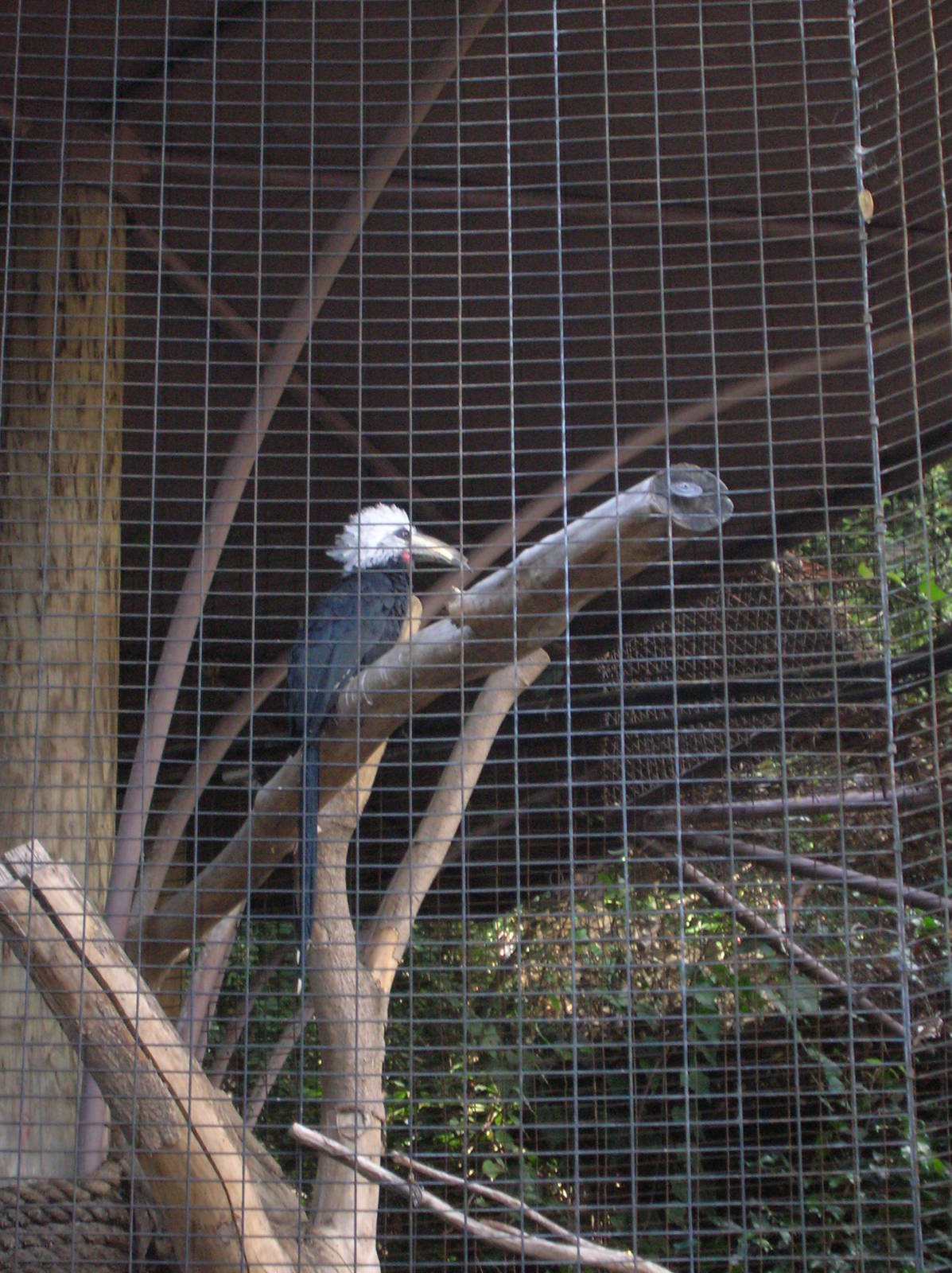 Long-tailed Hornbill