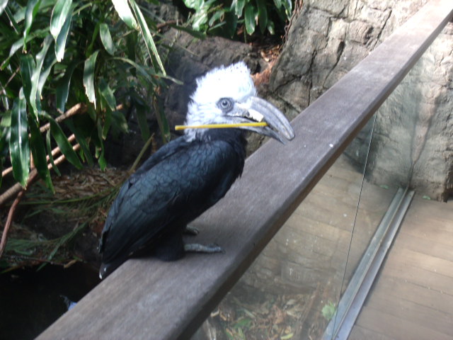 Long-Tailed Hornbill